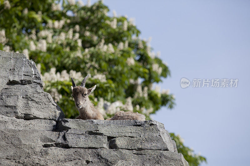 年轻的高山山羊 (Capra ibex)